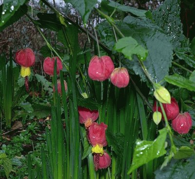 Unusal Flowers at Castlefields Canal Basins-UK