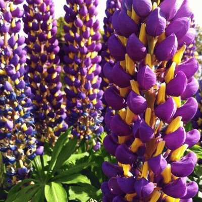 Pretty Purple Lupine Flowers