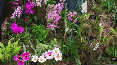 Royal Horticultural Society Flower Exhibit