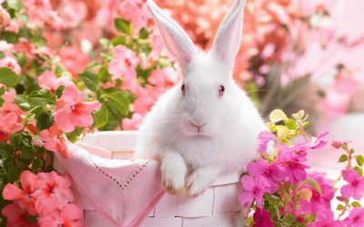 Cute Bunny in a Basket