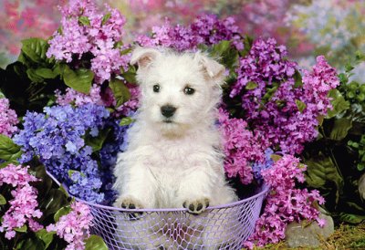 Terrier Puppy and Purple Flowers