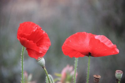 coquelicots