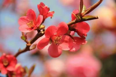 fleurs de cognassier