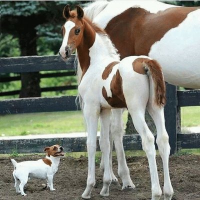 foal