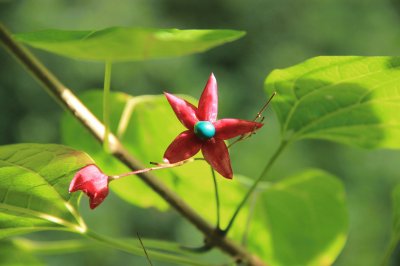 fruit de clerodendrum