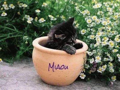 Miaou