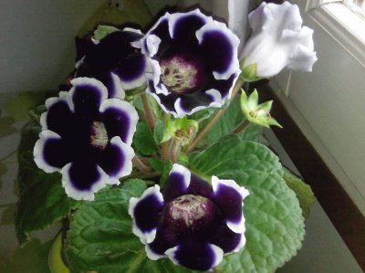 Gloxinia