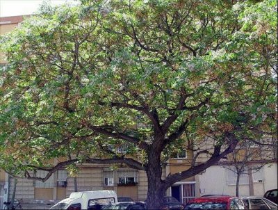 Ã¡rbol de paraÃ­so