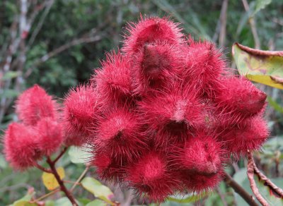 Urucum