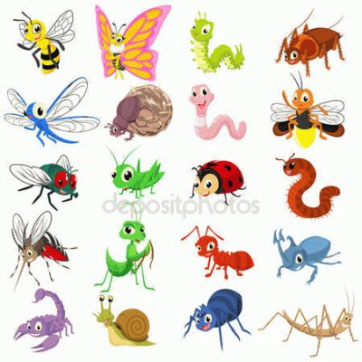 insectos