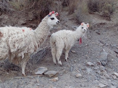 llamitas jujeÃ±as