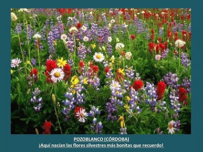 POZOBLANCO (CÃ“RDOBA) - LAS FLORES SILVESTRES...