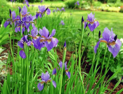 Vibrant Siberian Iris Flowers