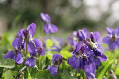 Blue flowers