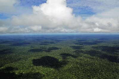 Bosque Amazonia, Brasil