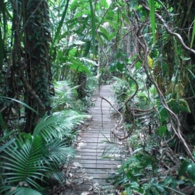 Bosque Daintree, Australia