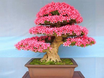 Bonsai