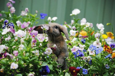 Cute Bunny in the Garden