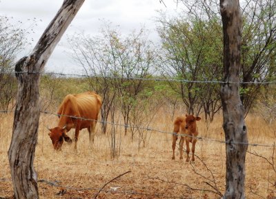 Vaca no sertão de Pernambuco