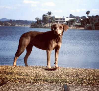 Cão na beira da lagoa