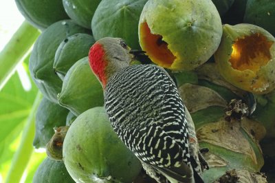 Pica-pau comendo mamão