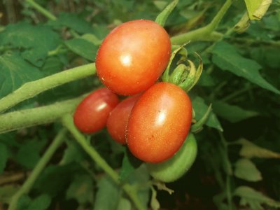 Tomate maduro