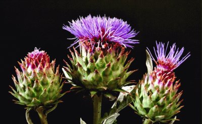 flores de cardo