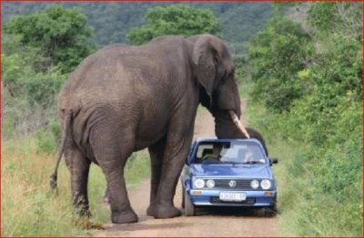 ELEFANTE CON JUGUETE