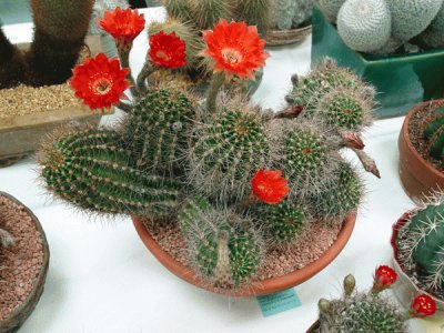 echinopsis ancistrophora