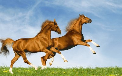 Splendid Horses Jumping Field