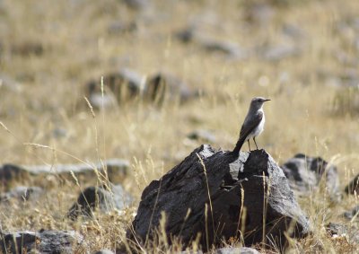 aves de los andes