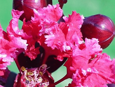 Bright pink crepe myrtle