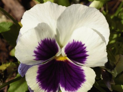 Pansy2