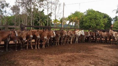 Tropa de Cavalos