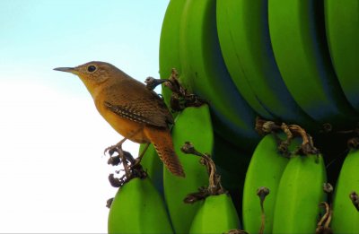 Garrincha no cacho de banana