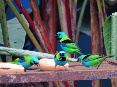 Pássaros Multicoloridos