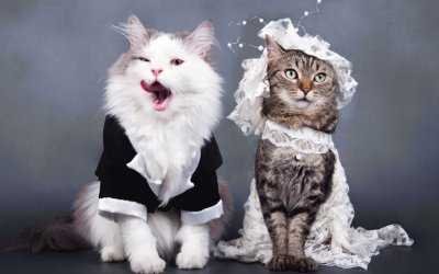 Cats Wedding