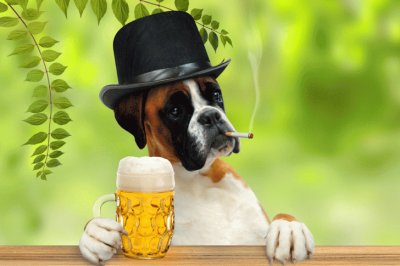 Dog-beer