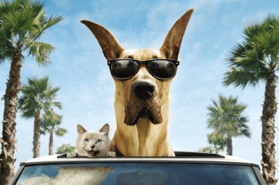 Dog-In-Sunglasses