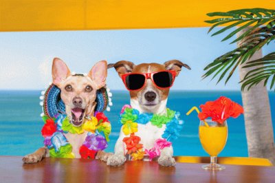 Dogs-in-tropical