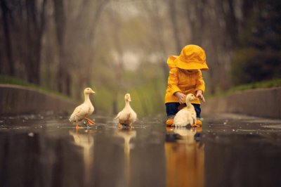 Goslings-in-Puddle