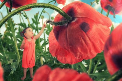 Poppy-flower