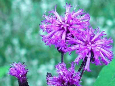 Ironweed flowers