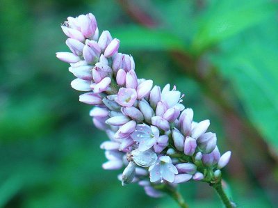 Light lavender wildflower