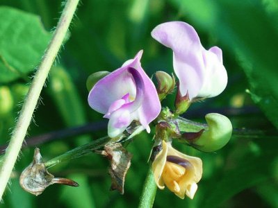 Wild bean blossoms1