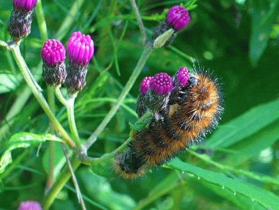 Caterpillar on ironweed buds