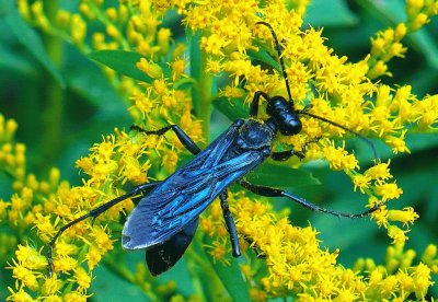 Insect on yellow flowers