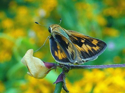 Moth on flower