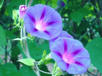 Morning glories3