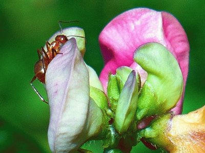 Wild bean blossoms with ant